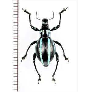 画像: カタゾウムシの一種　Macrocyrtus trivittatus　♀　フィリピン(ルソン島)