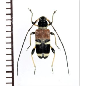 画像: アリバチ擬態のカミキリムシの一種　Cerambycidae species　フィリピン(ルソン島)