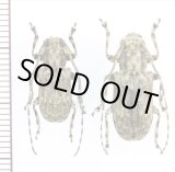 画像: ベニモンゴマフカミキリ　ペア　奄美大島