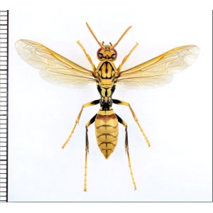 画像: アシナガバチの一種（不明種）　♀（ワーカー）　石垣島