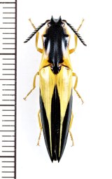 画像: コメツキムシの一種　Semiotus angulatus　ペルー