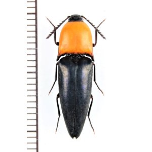 画像: コメツキムシの一種　Elateridae species　♀　ベトナム北東部