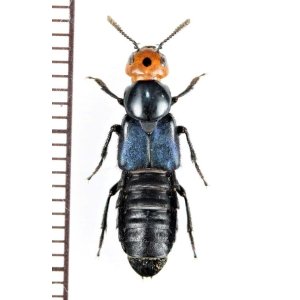 画像: ハネカクシの一種　Staphylinidae species　オーストラリア