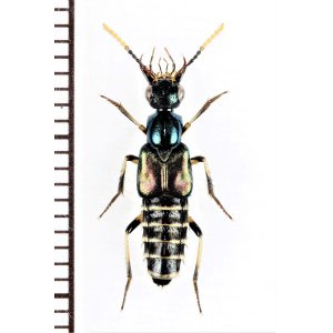 画像: ハネカクシの一種　Staphylinidae species　インドネシア（モルッカ諸島：ウォカム島）