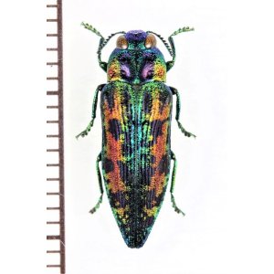 画像: クロホシタマムシの一種　 Ovalisia sp.　ベトナム北東部