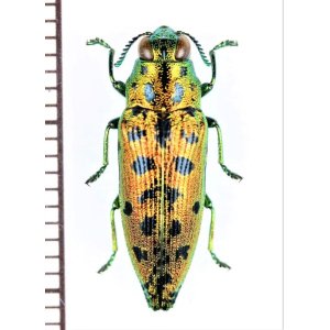 画像: クロホシタマムシの一種　 Ovalisia sp.　ベトナム南部