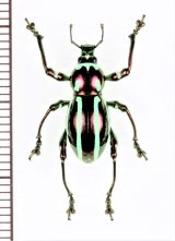 画像: カタゾウムシの一種　Pachyrhynchus inclytus modestior　フィリピン(ルソン島)