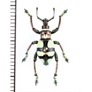 画像: カタゾウムシの一種 　Polycatus eupholoides　フィリピン(ミンダナオ島)