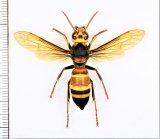 画像: ヒメスズメバチ　働き蜂　石垣島