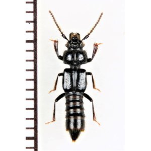 画像: ツノツツハネカクシの一種　Priochirus sp.　ベトナム中部