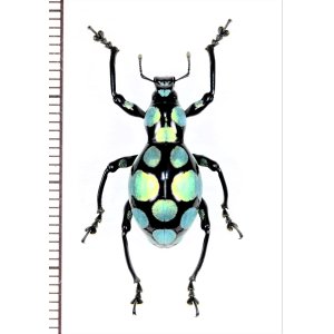 画像: カタゾウムシの一種　Pachyrhynchus sanchezi 　フィリピン(ルソン島)