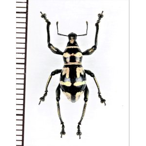 画像: カタゾウムシの一種　Metapocyrtus perpulcheroides　フィリピン(ミンダナオ島)