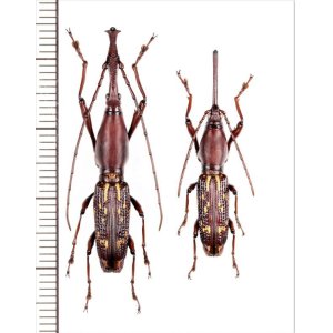 画像: ミツギリゾウムシの一種　Brentidae species　ペア　ベトナム北東部