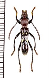 画像: アリ擬態のカミキリムシの一種　Stenygra contracta　♀　ペルー