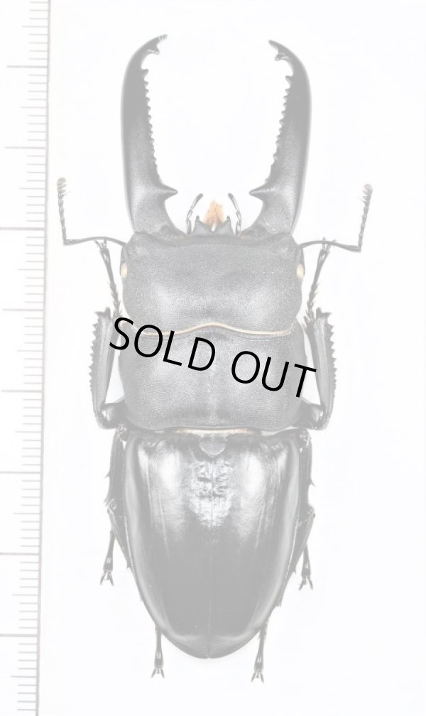 ツシマヒラタクワガタ 特大♂76.4mm 対馬 - Insect Islands 〜南の島の昆虫標本屋さん〜
