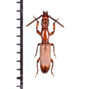 画像: 好蟻性オニミツギリゾウムシの一種　Amorphocephala sp.　♂　ザンビア