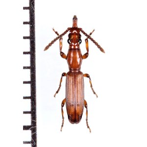 画像: 好蟻性オニミツギリゾウムシの一種　Amorphocephala sp.　♀　ザンビア