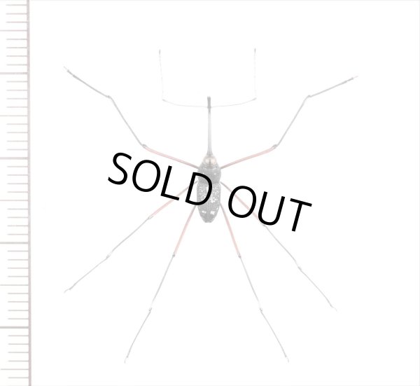 画像1: クモゾウムシの一種　Talanthia sp.　♂　 ベトナム北東部