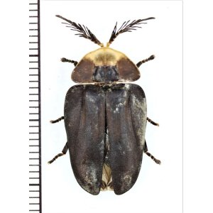 画像: ホタルの一種　Lampyridae species　ペルー