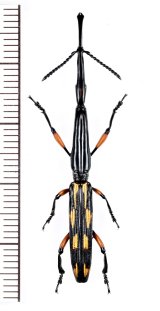 画像: ミツギリゾウムシの一種　Brentidae species   ペルー