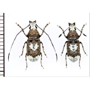 画像: シロヒゲナガゾウムシ　琉球亜種　ペア　沖縄本島