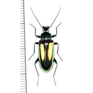 画像: ゴミムシダマシの一種　Tenebrionidae species　南アフリカ