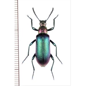 画像: ゴミムシダマシの一種　Tenebrionidae species　南アフリカ