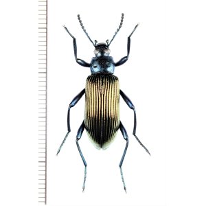 画像: ゴミムシダマシの一種　Tenebrionidae species　南アフリカ