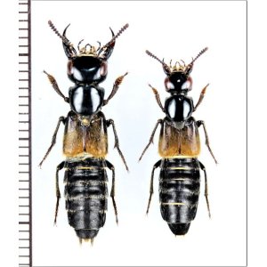 画像: オオハネカクシの一種　Creophilus sp.　ペア　ベトナム北中部