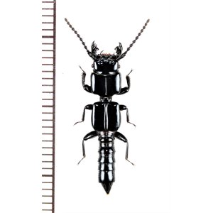 画像: ハネカクシの一種　Leptochirus sp.　ベトナム北中部