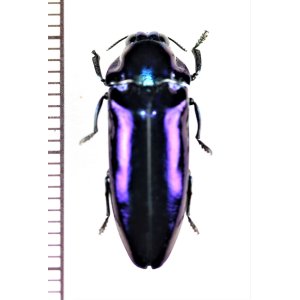 画像: タマムシの一種　Buprestidae species　フィリピン（ミンダナオ島）