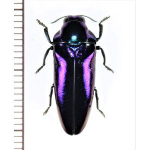 画像: タマムシの一種　Buprestidae species　フィリピン（ミンダナオ島）