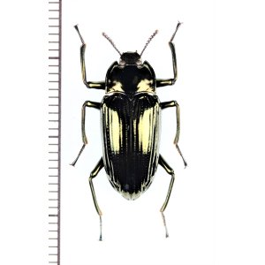 画像: ゴミムシダマシの一種　Tenebrionidae species　フィリピン（ルソン島）