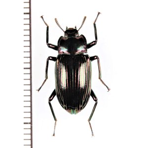 画像: ゴミムシダマシの一種　Tenebrionidae species　フィリピン（ルソン島）