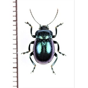 画像: ハムシの一種　Chrysolina sp.　北海道