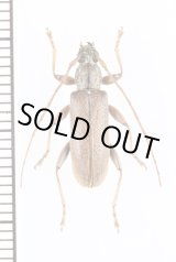 画像: ニセフトガタヒメカミキリ　♀　宮古島