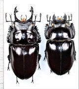 クワガタムシ Japanese Lucanidae - Insect Islands 〜南の島の昆虫 