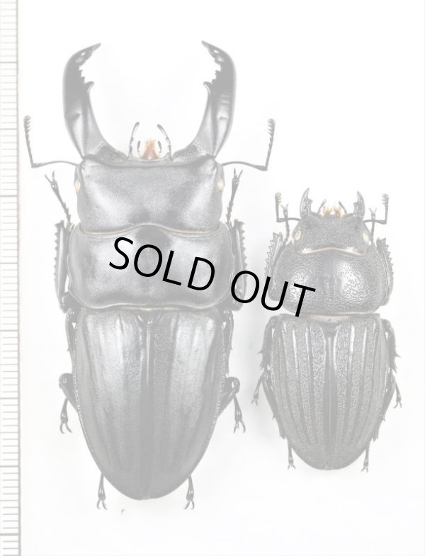 画像1: スジブトヒラタクワガタ　特大ペア　♂67.3mm♀41.1mm  徳之島