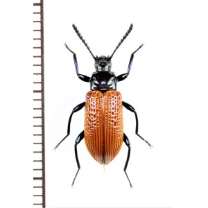 画像: ゴミムシダマシの一種　Tenebrionidae species　ペルー