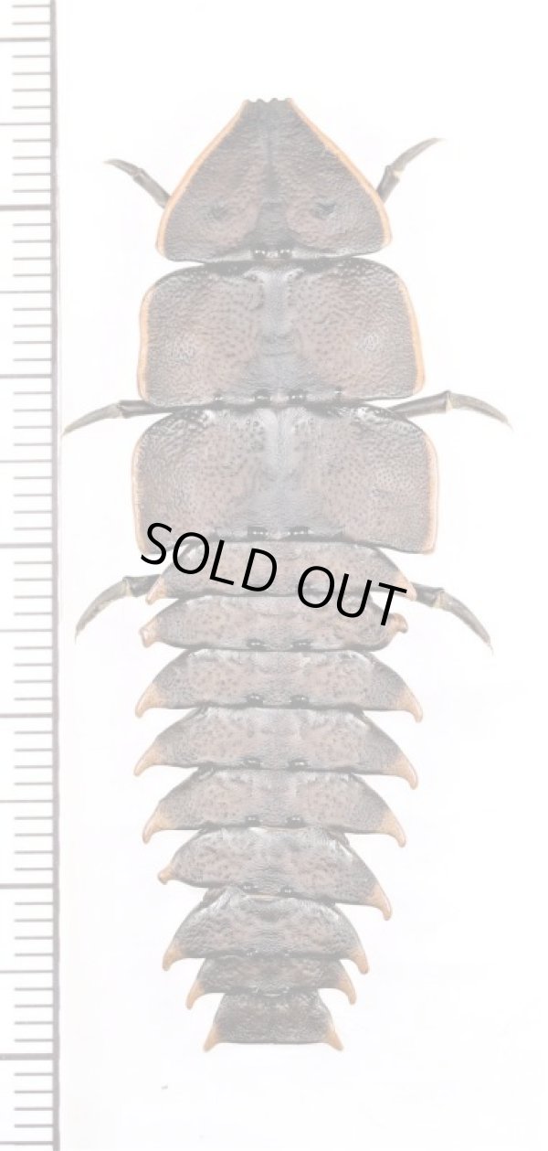 画像1: 三葉虫型ベニボタルの一種　♀　Platerodrilus sp. フィリピン(ミンダナオ島)