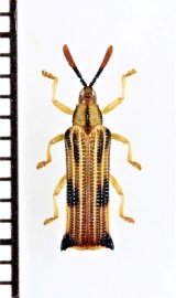 画像: トゲハムシの一種　Hispinae species　エクアドル