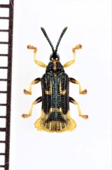 画像: トゲハムシの一種　Hispinae species　エクアドル