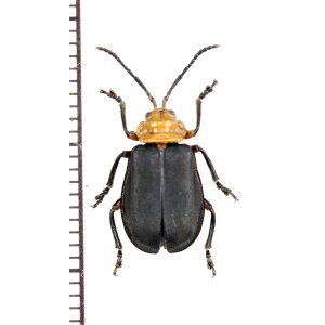 画像: ハムシの一種　Chrysomeridae species　ペルー