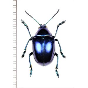 画像: ハムシの一種　Chrysomeridae species　ペルー