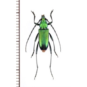 画像: カミキリムシの一種　Chrysoprasis sp.　♀　パラグアイ