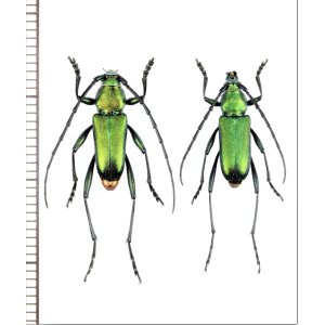 画像: カミキリムシの一種　Chrysoprasis sp.　ペア　パラグアイ