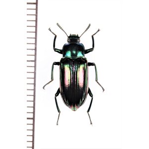 画像: ゴミムシダマシの一種　Tenebrionidae species　フィリピン（ミンダナオ島）