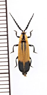 画像: ベニボタルの一種　Lycidae species　 ブラジル