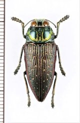 画像: 眼状紋を持つタマムシの一種　Lampetis aspasia　タンザニア
