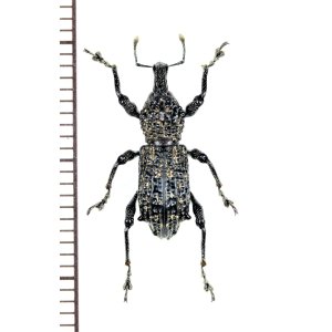 画像: ゾウムシの一種　Curculionidae species   ベトナム北西部